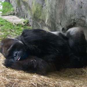 Meet your Posher, Ken